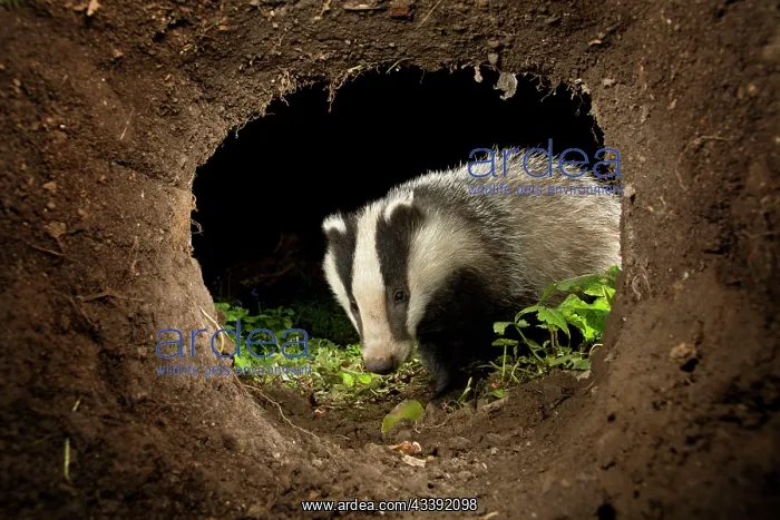 : Badger - appearing at nest : Badger - appearing at nest