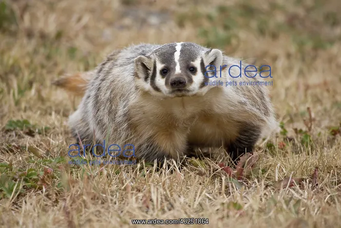 : Badger (Captive) Taxidea taxus, Widespread : Badger (Captive) Taxidea taxus, Widespread