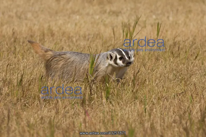 : Badger (Captive) Taxidea taxus, Widespread : Badger (Captive) Taxidea taxus, Widespread