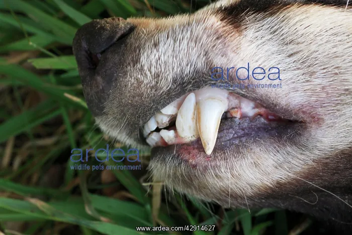 : Badger - close view of teeth : Badger - close view of teeth