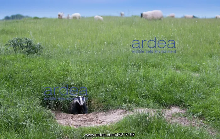 : Badger coming out of their set at spring GB : Badger coming out of their set at spring GB