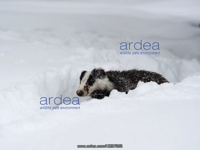 : Badger-crossing a snow covered field, Czech Republic : Badger-crossing a snow covered field, Czech Republic