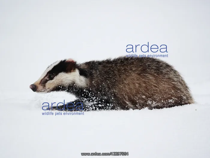: Badger-crossing a snow covered field, Czech Republic : Badger-crossing a snow covered field, Czech Republic