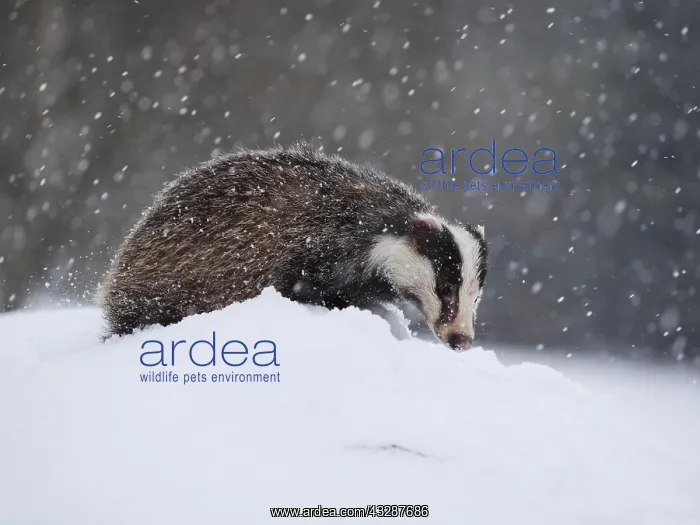 : Badger-crossing a snow covered hill, Czech Republic : Badger-crossing a snow covered hill, Czech Republic