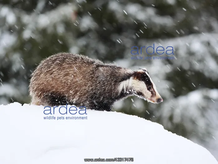  : badger-crossing a snow covered hill, Czech Republic