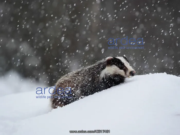  : Badger-crossing a snow covered hill, Czech Republic