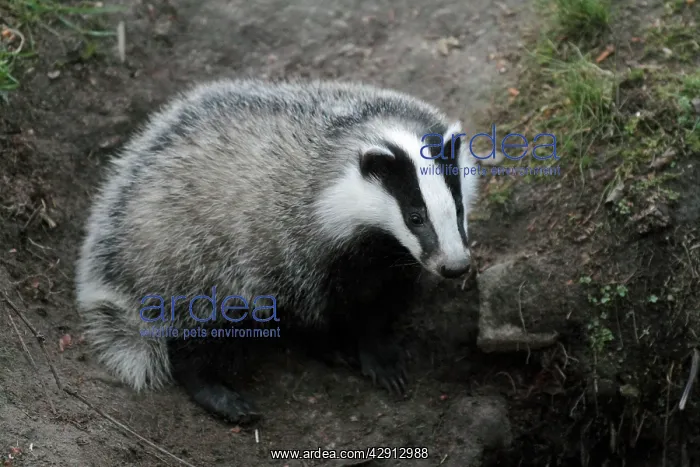 : Badger - cub at den entrance : Badger - cub at den entrance