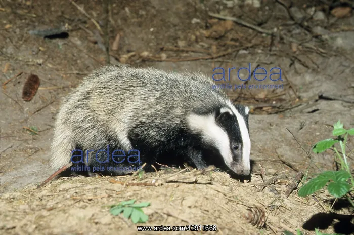: Badger - cub at entrance of sett : Badger - cub at entrance of sett