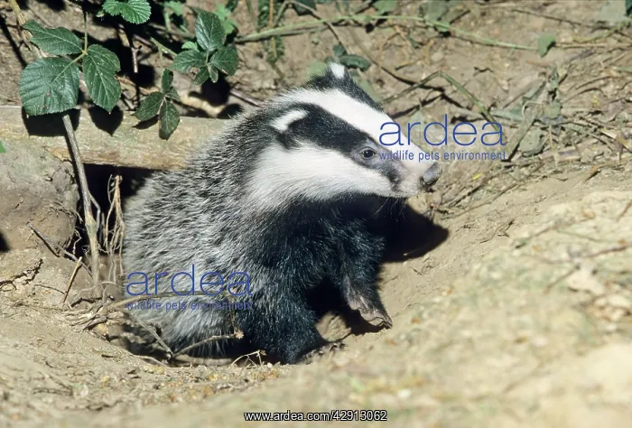 : Badger - cub at entrance of sett : Badger - cub at entrance of sett