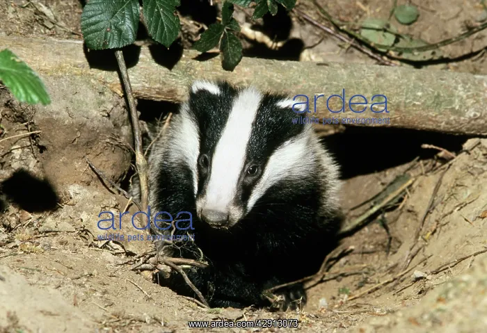 : Badger - cub at entrance of sett : Badger - cub at entrance of sett