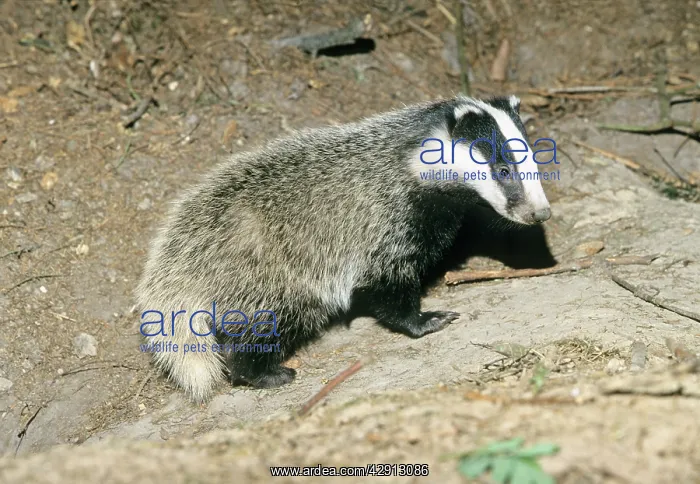 : Badger - cub at entrance of sett : Badger - cub at entrance of sett