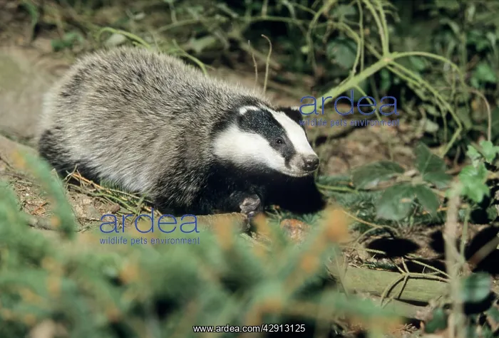 : Badger - cub at entrance of sett : Badger - cub at entrance of sett