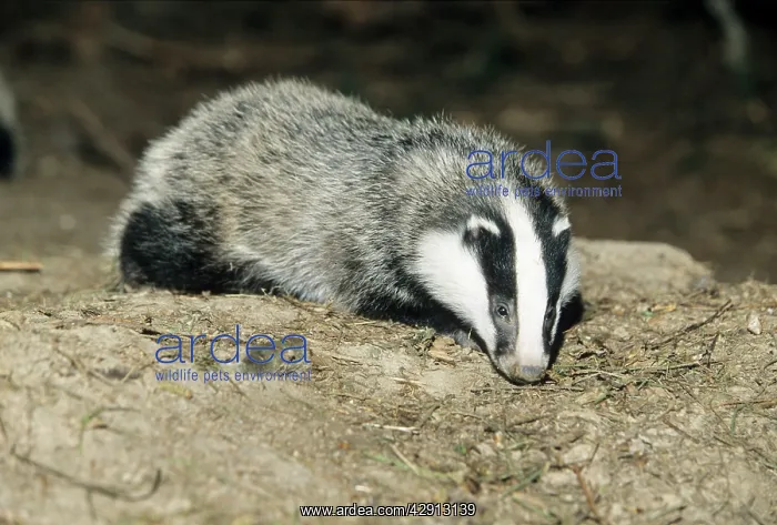: Badger - cub at entrance of sett : Badger - cub at entrance of sett