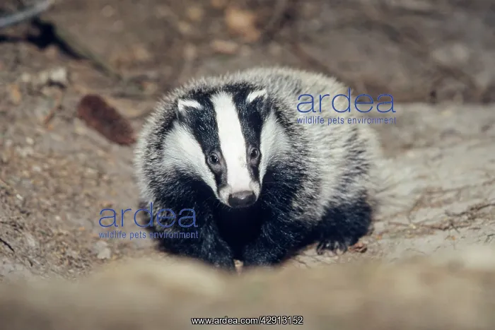 : Badger - cub at entrance of sett : Badger - cub at entrance of sett