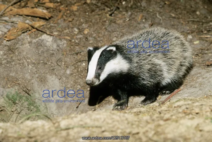: Badger - cub at entrance of sett : Badger - cub at entrance of sett