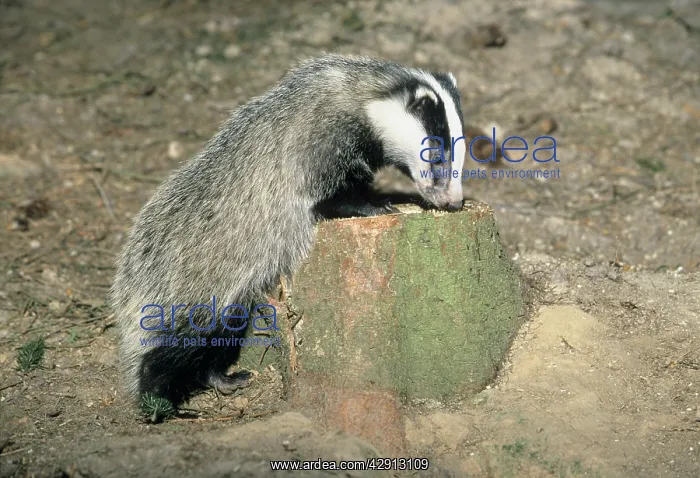 : Badger - cub sniffing at tree stump : Badger - cub sniffing at tree stump