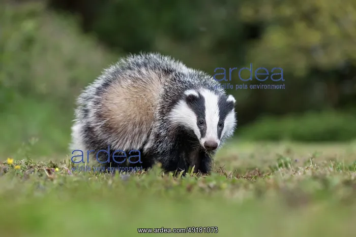  : Badger Cub - Summer - UK