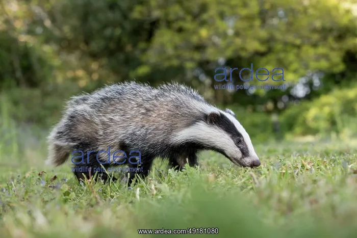  : Badger Cub - Summer - UK
