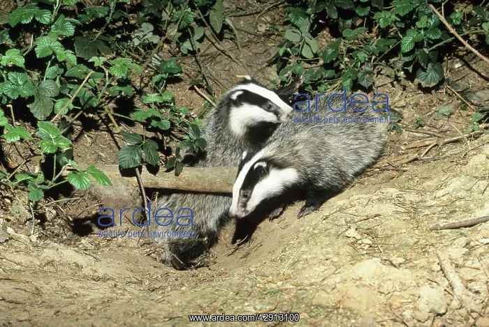 : Badger - two cubs at entrance of sett : Badger - two cubs at entrance of sett