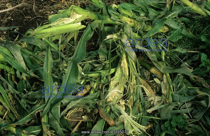 : Badger damage to sweetcorn crop : Badger damage to sweetcorn crop