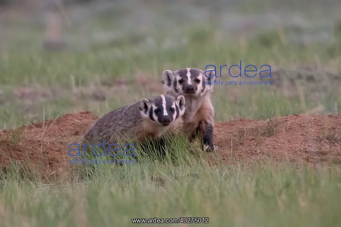 : Badger, disambiguation. A heavy-set omnivore in the weasel b : Badger, disambiguation. A heavy-set omnivore in the weasel b