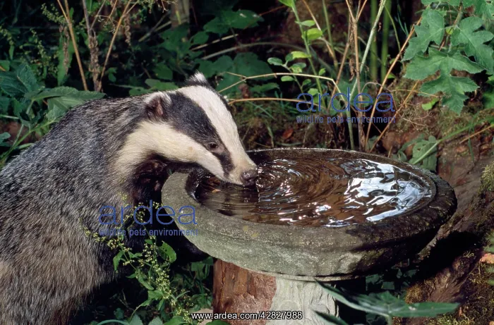 : Badger - Drinking from Bird bath : Badger - Drinking from Bird bath