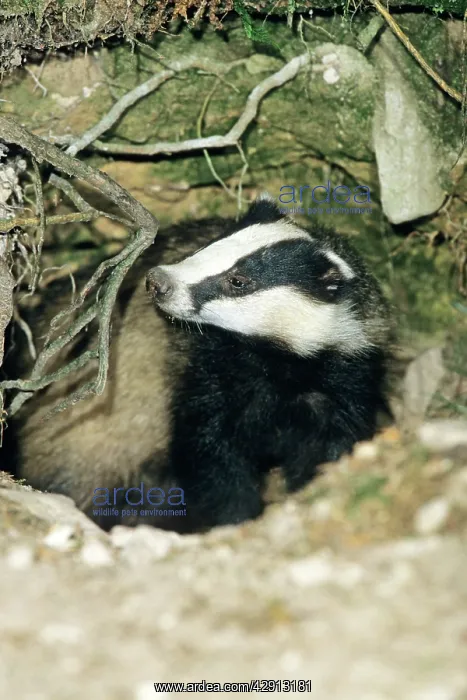 : Badger - female or sow - alert at entrance of sett : Badger - female or sow - alert at entrance of sett