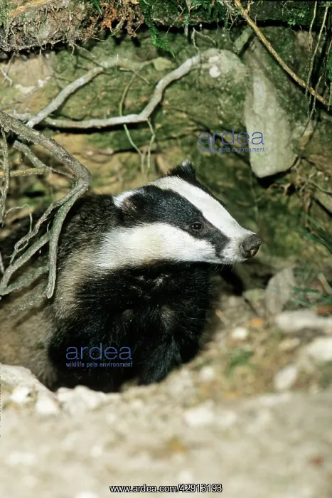 : Badger - female or sow at entrance of sett : Badger - female or sow at entrance of sett