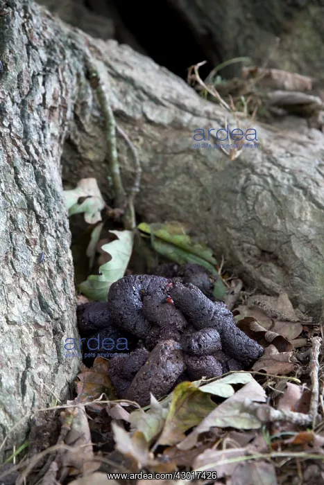  : Badger Latrine