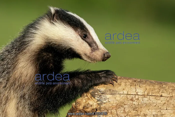 : Badger (Meles meles) climbing on a tree trunk at : Badger (Meles meles) climbing on a tree trunk at