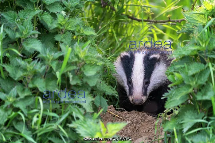 : Badger (Meles meles) coming out an edge at sunset : Badger (Meles meles) coming out an edge at sunset