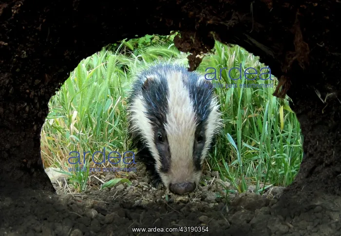 : Badger (Meles meles cub coming towards his set : Badger (Meles meles cub coming towards his set