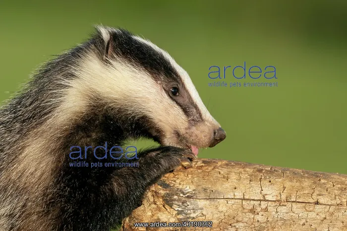  : Badger (Meles meles) cub looking for food, England