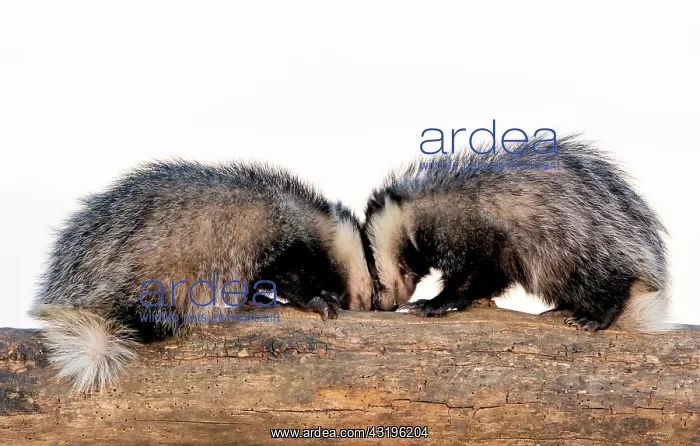 : Badger (Meles meles) facing each other on a log : Badger (Meles meles) facing each other on a log