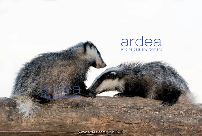 : Badger (Meles meles) facing each other on a log : Badger (Meles meles) facing each other on a log