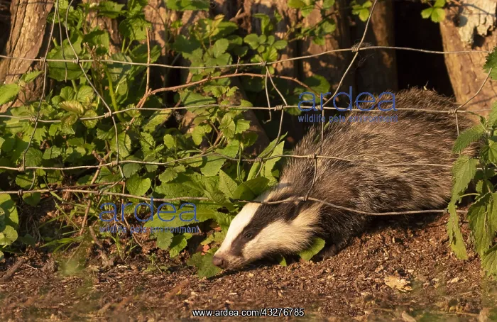 : Badger (Meles meles) going under a wire : Badger (Meles meles) going under a wire