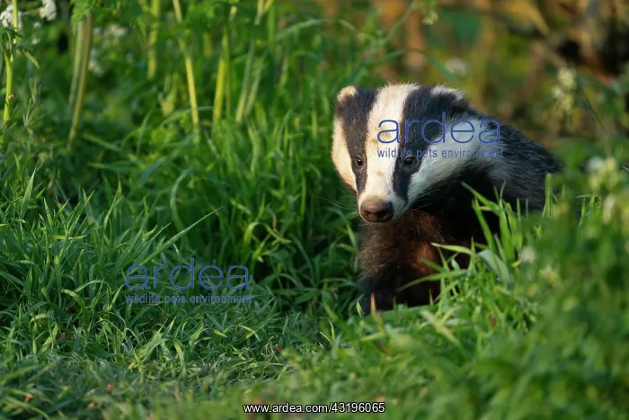  : Badger (Meles meles) amongst grass, Engalnd
