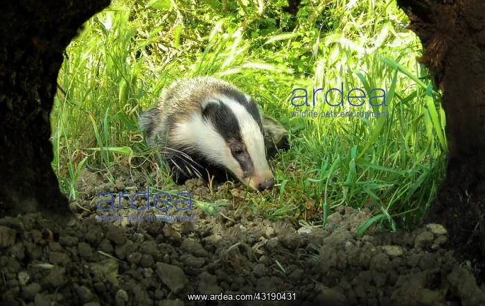 : Badger (Meles meles) in front of his hole, England : Badger (Meles meles) in front of his hole, England