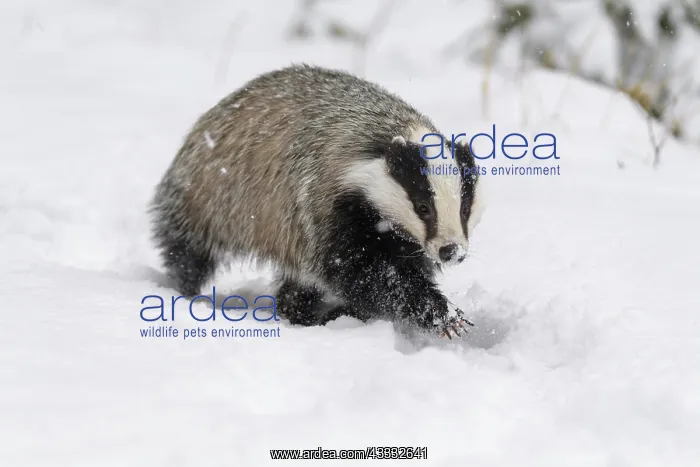 : Badger (Meles meles), running in winter : Badger (Meles meles), running in winter