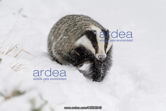 : Badger (Meles meles), running in winter : Badger (Meles meles), running in winter
