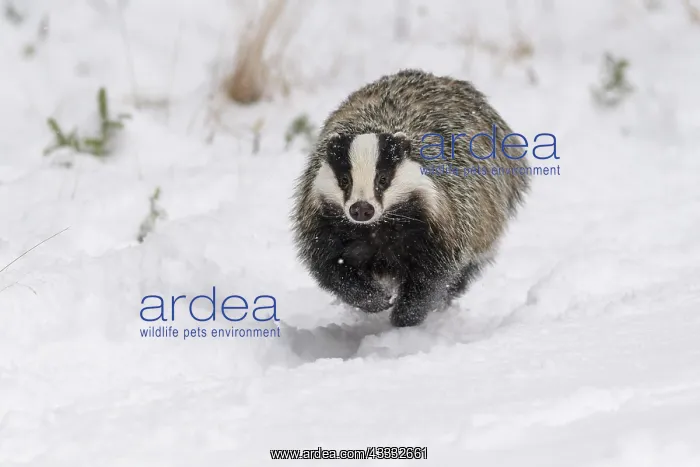 : Badger (Meles meles), running in winter : Badger (Meles meles), running in winter