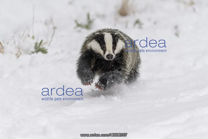 : Badger (Meles meles), running in winter : Badger (Meles meles), running in winter