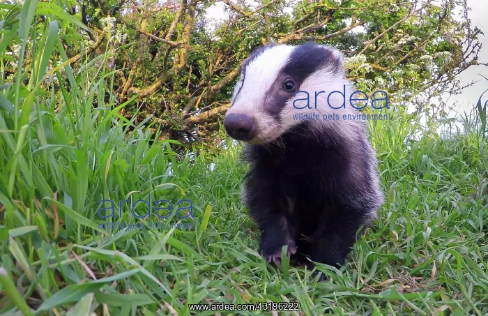 : Badger (Meles meles) standing in the grass, England : Badger (Meles meles) standing in the grass, England