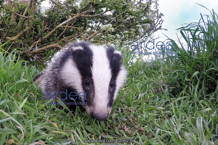 : Badger (Meles meles) standing in the grass, england : Badger (Meles meles) standing in the grass, england