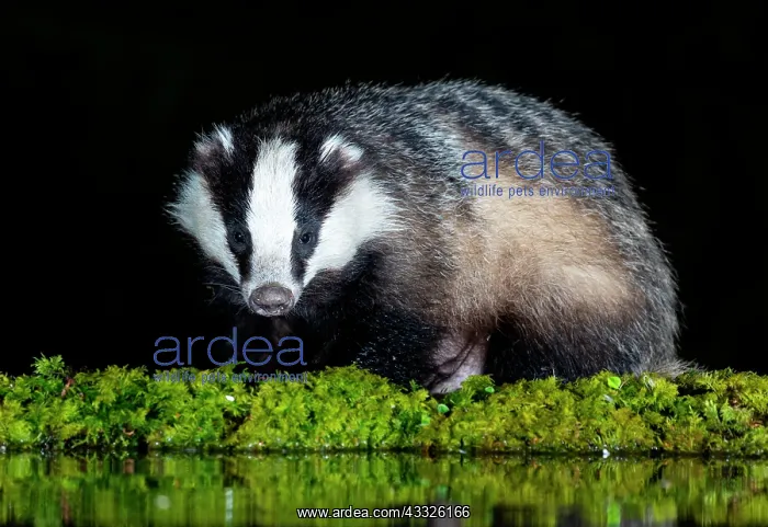 : Badger (Meles meles) standing by water at night, Scotland : Badger (Meles meles) standing by water at night, Scotland