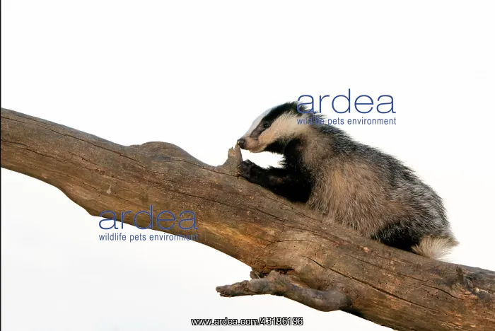 : Badger (Meles meles) walking on a dead tree : Badger (Meles meles) walking on a dead tree