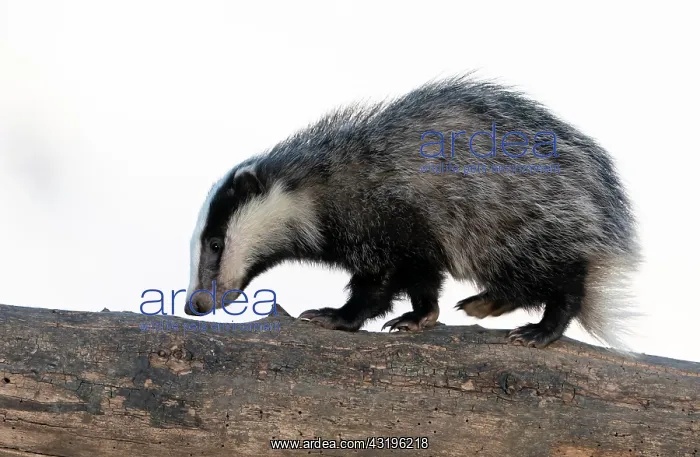 : Badger (Meles meles) walking on a dead tree : Badger (Meles meles) walking on a dead tree