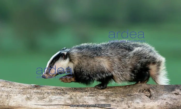 : Badger (Meles meles) walking on a tree trunk in : Badger (Meles meles) walking on a tree trunk in