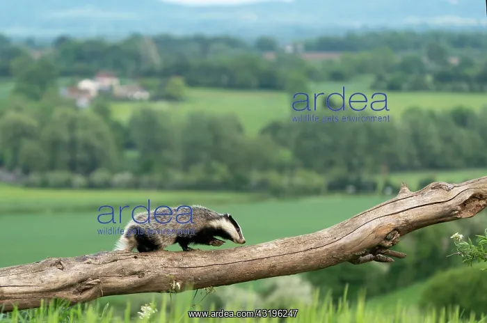 : Badger (Meles meles) walking on a tree trunk in : Badger (Meles meles) walking on a tree trunk in