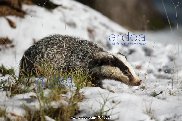 : Badger (Meles meles), in winter : Badger (Meles meles), in winter